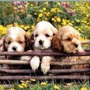 인간행동과사회환경 이미지