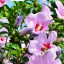 사랑비디오 이미지