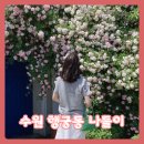 수원시 팔달구 창룡대로104번길 | 장미 스폿 찾아 수원 행궁동 나들이