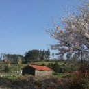 드랑드랑 이미지