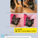 위디위키 네이버블로그
