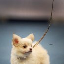 윈터펠 치와와 이미지