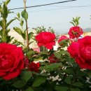 주포초등학교 이미지