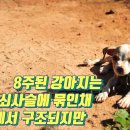 아기강아지 이미지