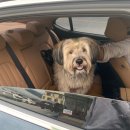 양평애견호텔 | 강아지랑 함께 떠난 양평 포레아 애견동반 호텔 내돈내산 후기