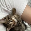 고양이 주서온 후기