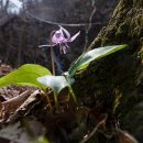 화암사 가는길 이미지