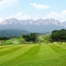 소노펠리체 델피노 이미지