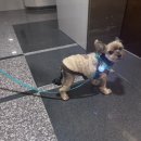 꿀꿀이와닭갈비 | 11월 일기 -1( 수원 드레스 투어, 스탠드 오일 머쉬 백 미니, 유닉스 드라이기 )