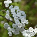 수종농장 | 만첩조팝나무(장미조팝) 묘목 가격과 온라인 판매처 제대로 고르는 방법