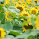 김승수농장 이미지