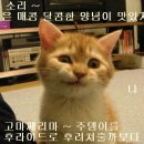멕코이치킨 - 중구 보수대로24번길 9-1 | 멕코이치킨