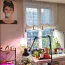 필립스(장미) 이미지