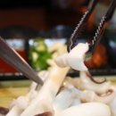 조가네갑오징어 이미지