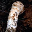 송이버섯/Tricholoma matsutake/소나무숲 지면 이미지