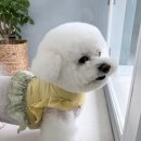 보듬어 줄개 | 만촌동애견미용샵 추천 안아줄개 방문 후기