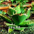 백경 이미지