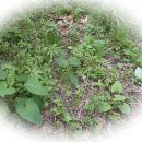 치악산농장 이미지