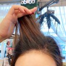 더본헤어 미아역점 하오니코 클리닉+뿌염 후기 (유진디자이너님)