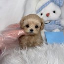 드림독 강아지분양 안심분양센터 인천점 이미지