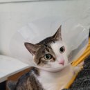 마리네 동물병원 | [애월 " 마리네동물병원 "] 고양이 발가락 뼈 제거 수술(feat. 원장님 최고)