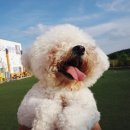 육군 군견훈련소 2군견지원대 | 천안애견카페&amp;운동장 | 에이지펫파크에서 신나게 뛰어놀기 ♪