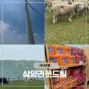 [평창 여행] 대관령 삼양 라운드 힐-강원도 감성 유원지+양몰이 후기