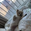 세상 편하개 이미지
