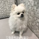 온양애견미용 이미지