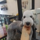 밀크숑 애견샵 이미지