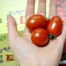 친환경 토마토 | 오창농협 친환경방울토마토 청주시 고향사랑기부제 답례품 후기