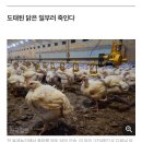닭달치킨 이미지