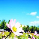 푸른하늘 이미지