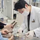 경남유우동물병원 | 양산 동물병원, 강아지 배에서 멍울이 만져진다면? 유선 종양 수술 치료 케이스(부산/경남)
