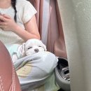 남문토방 애견 동반 펜션 | 7월 행복했던 2박 3일 가족 여행🚘