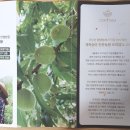 도리담