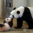 판다 연합뉴스
