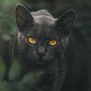 검은고양이 이미지