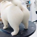 빵실빵실 이미지