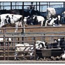 병동농장 이미지