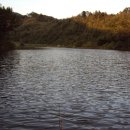 삼가향어 이미지