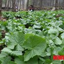 풍산마을영농조합 이미지