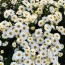 시월십일 이미지