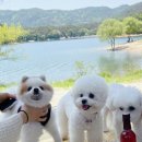 강아지정원 이미지