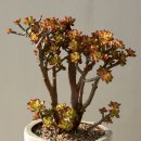 숲속의요정 이미지