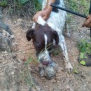 토끼사냥 이미지