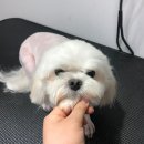 러블리펫 전남3호점 이미지