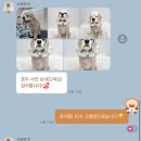 미용할개 | [안산 고잔동] 픽업&amp;드랍, 돌봄서비스 가능한 안산애견미용 후기_샤워하개