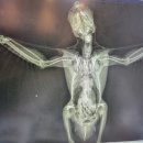 최영민 동물의료센터 이미지