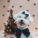 쁘띠몽시앙 이미지